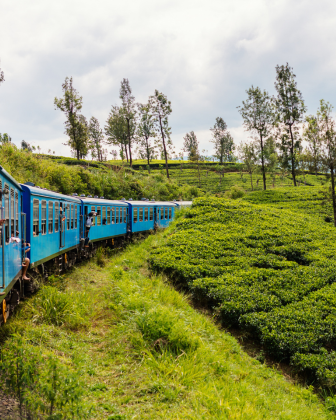 The blue Ceylon train winding through vivid green tea plantations in the Nuwara Eliya highlands.