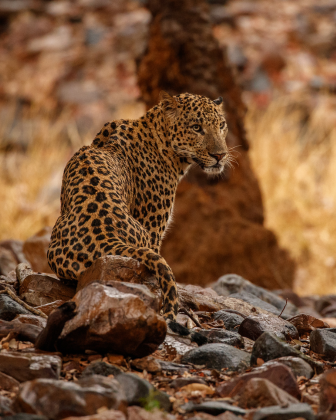 A Sri Lankan leopard resting alert on rocks in the dry scrubland of Yala National Park.