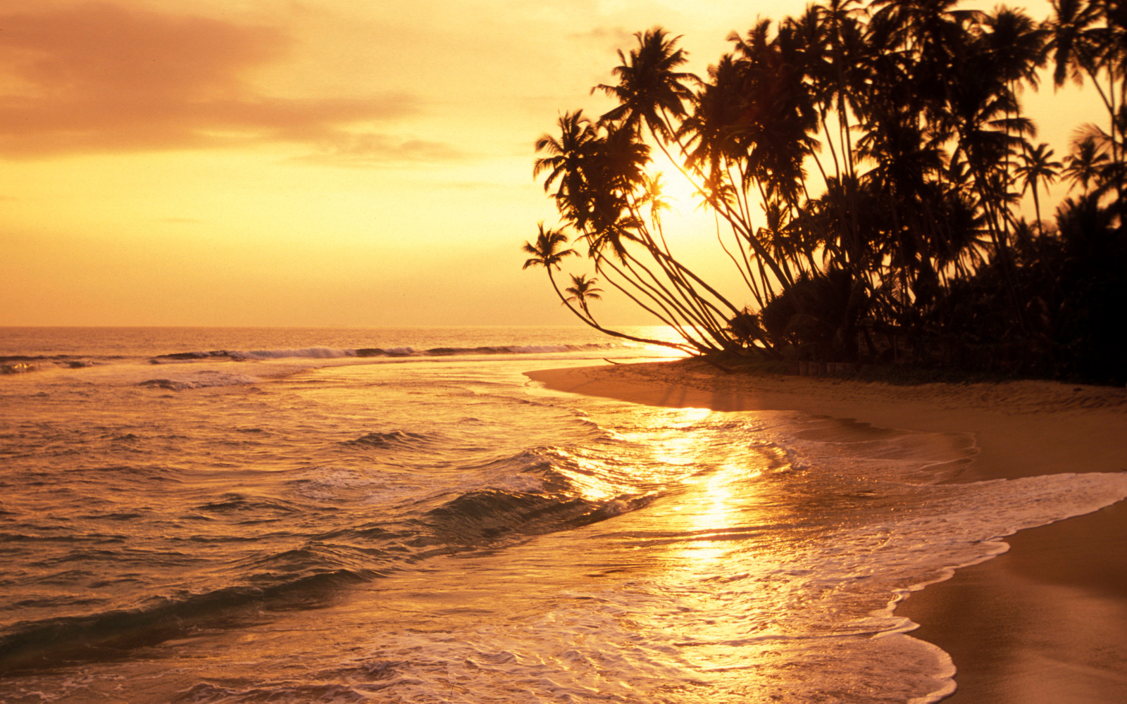Golden sunset silhouette of leaning coconut palms over a quiet southern Sri Lanka beach with gentle waves rolling in.